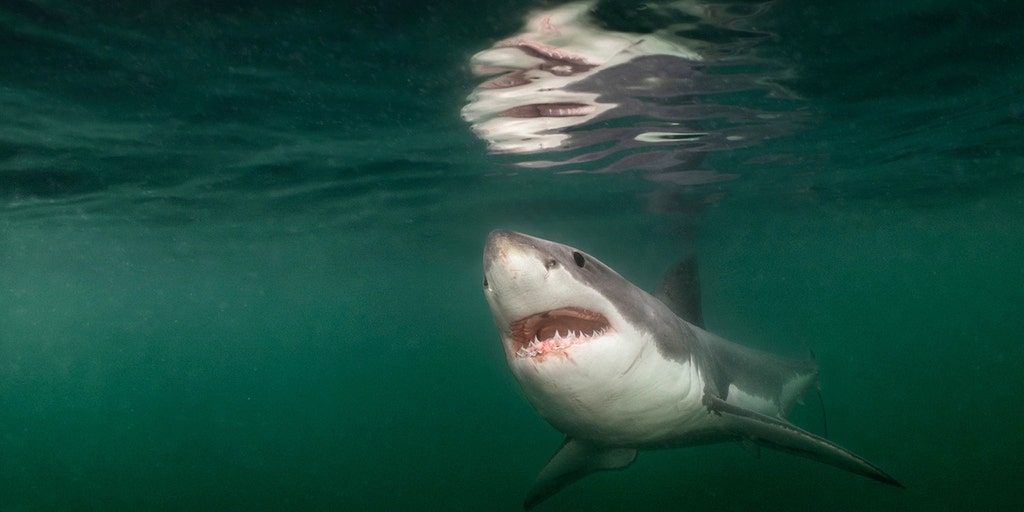 foxnews.com - Angelica Stabile - Rare great white shark encounter off Maine coast captured in heart-stopping National Geographic photo