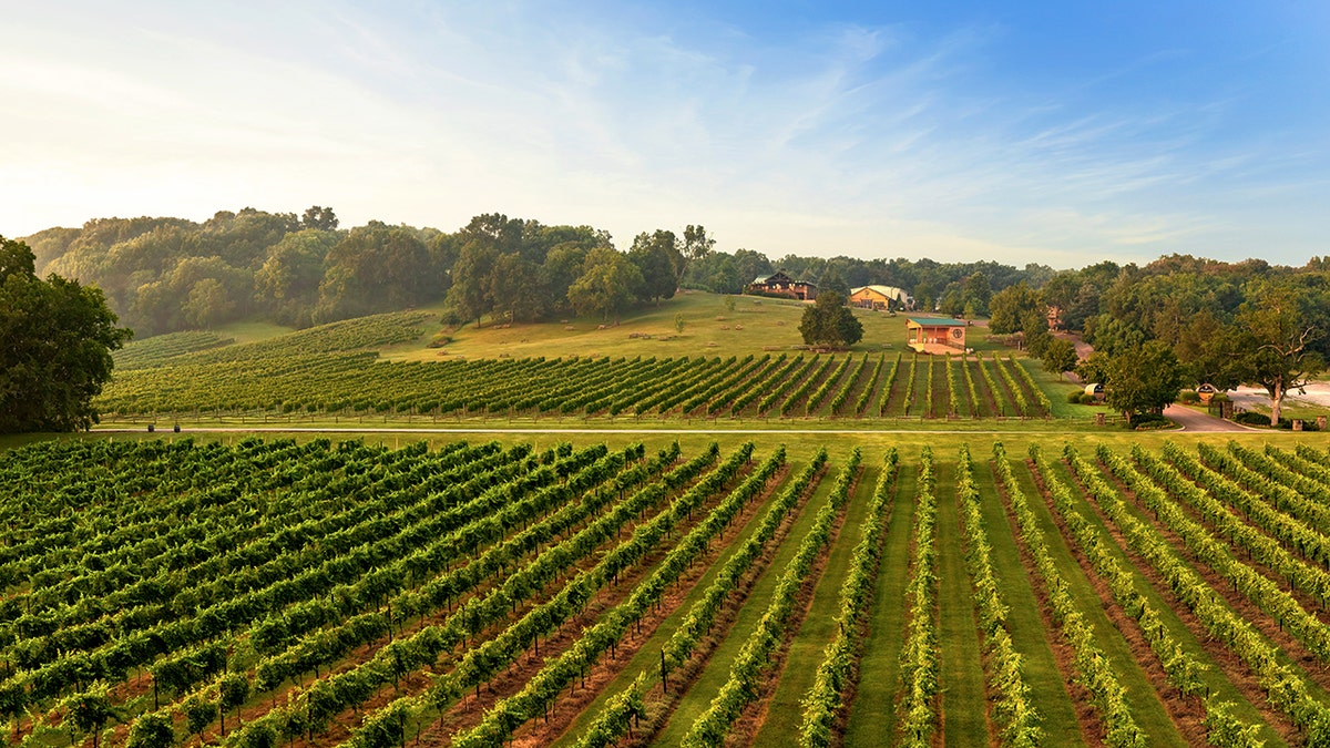 A vineyard is shown in Tennessee.