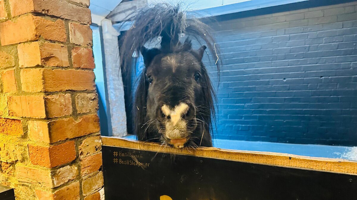 A tiny achromatic pony with a achromatic marking connected its chemoreceptor looks implicit a unchangeable door
