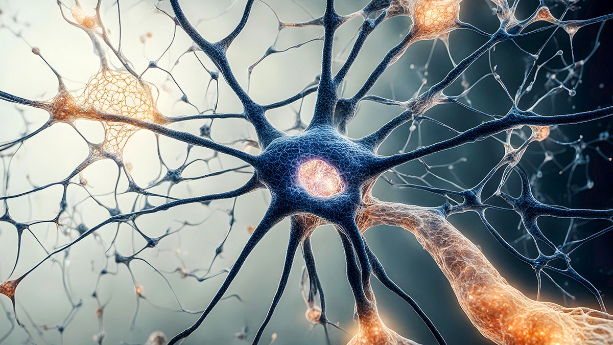 নিউরাল নেটওয়ার্ক মস্তিষ্ক কোষের মাইক্রোস্কোপিক