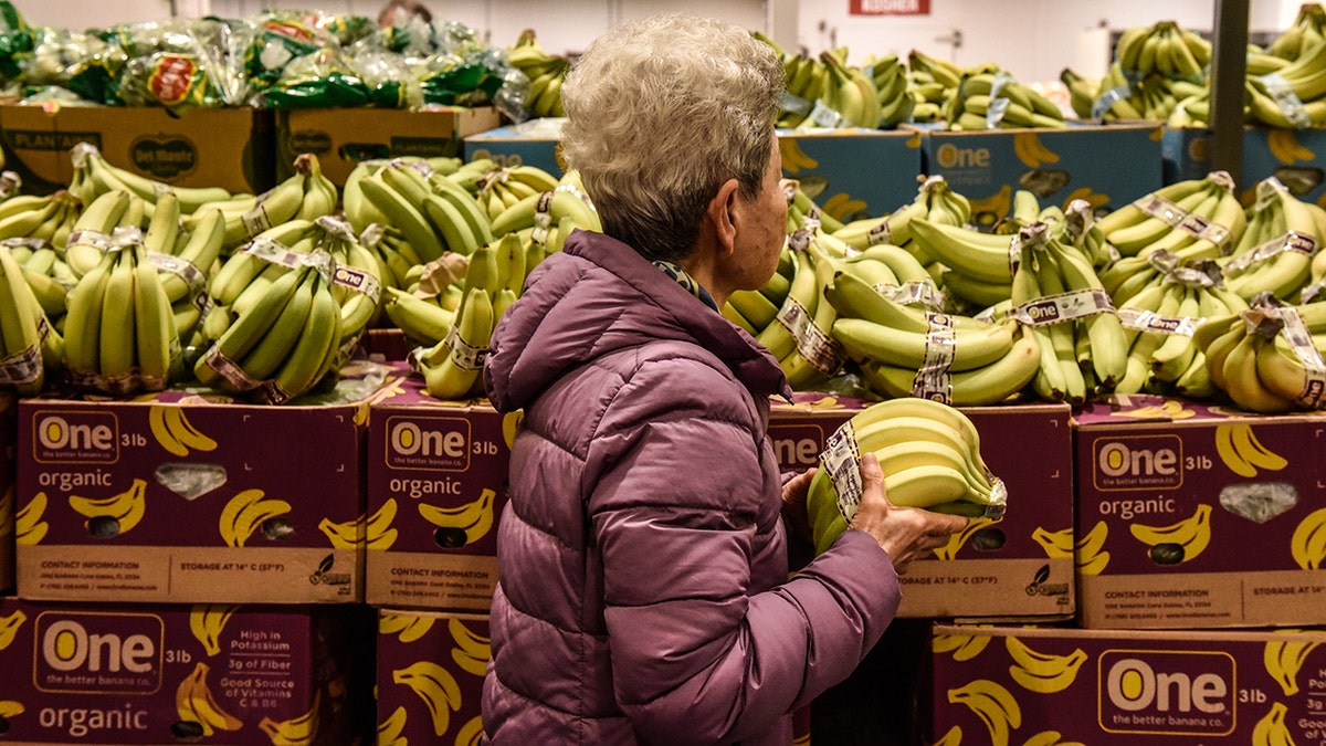 An older woman shops for bananas at big-box warehouse club store. Large display of bananas and other produce behind her and she walks holding one bunch of bananas.