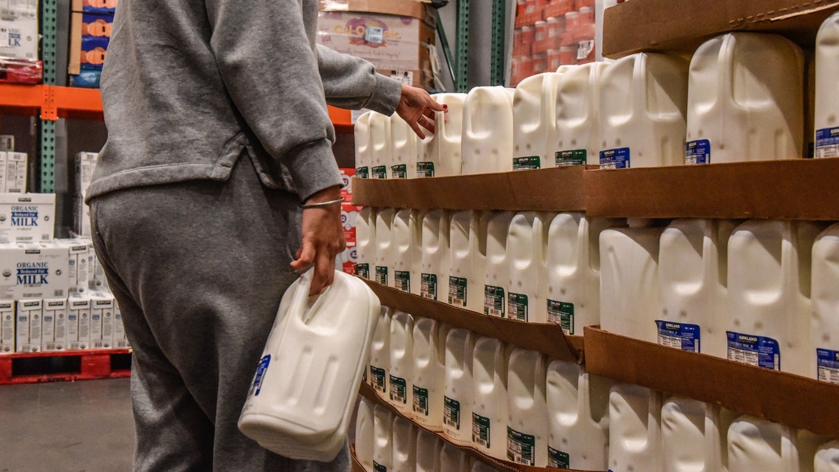 Person in sweatsuit holds large gallon of milk while shopping in dairy section at warehouse club store.