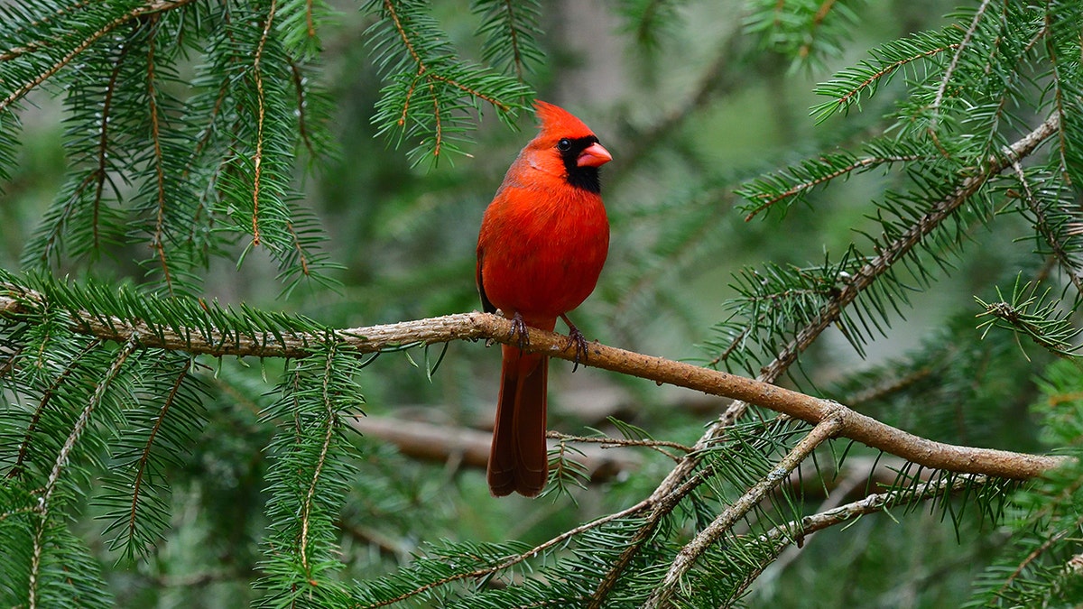 A red cardinal sits on a branch of a spruce tree.