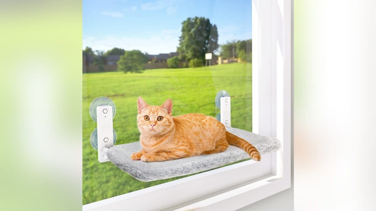 Pet owners (and their furry friends) will love these Black Friday deals – litter boxes, cute mugs and more  at george magazine