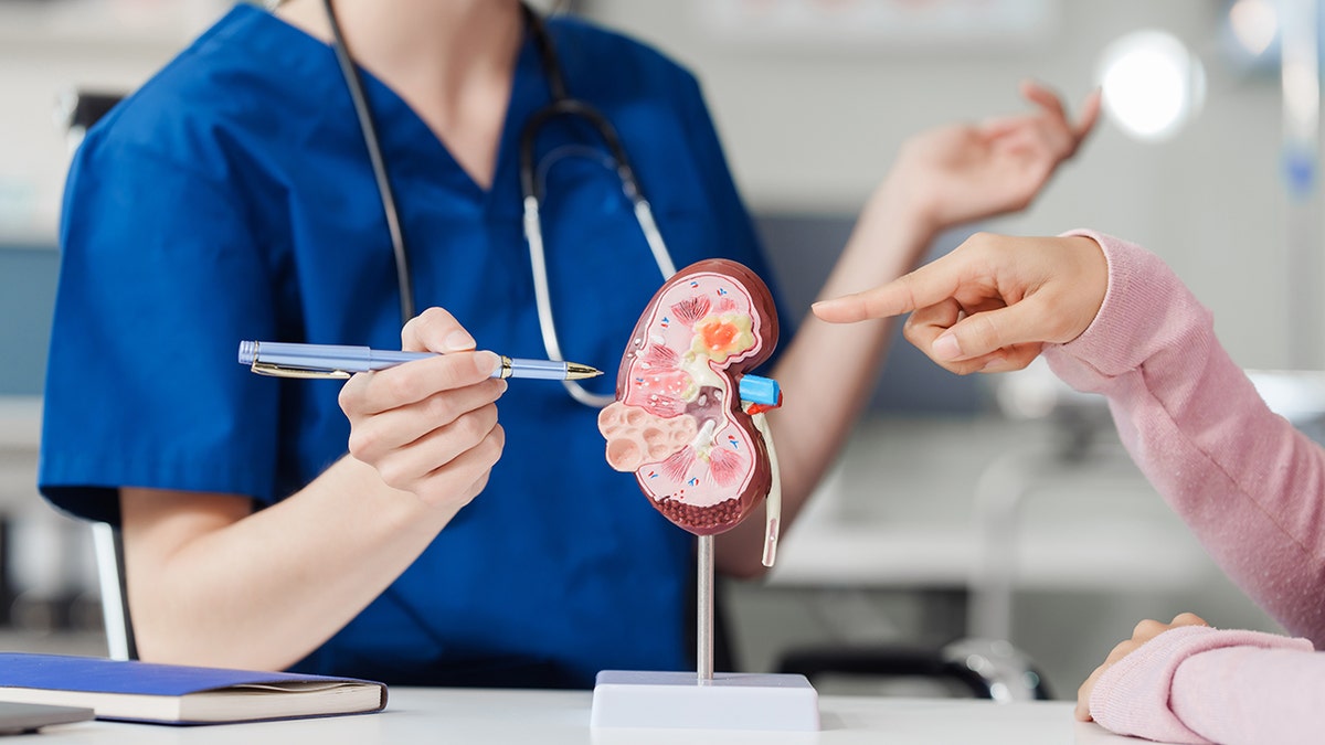 doctor and patient point to a kidney model