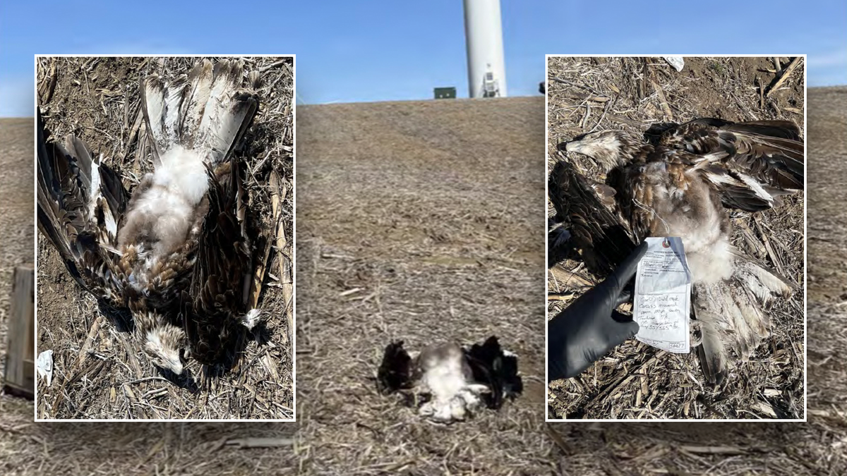 Close ups of eagle killed by wind turbine