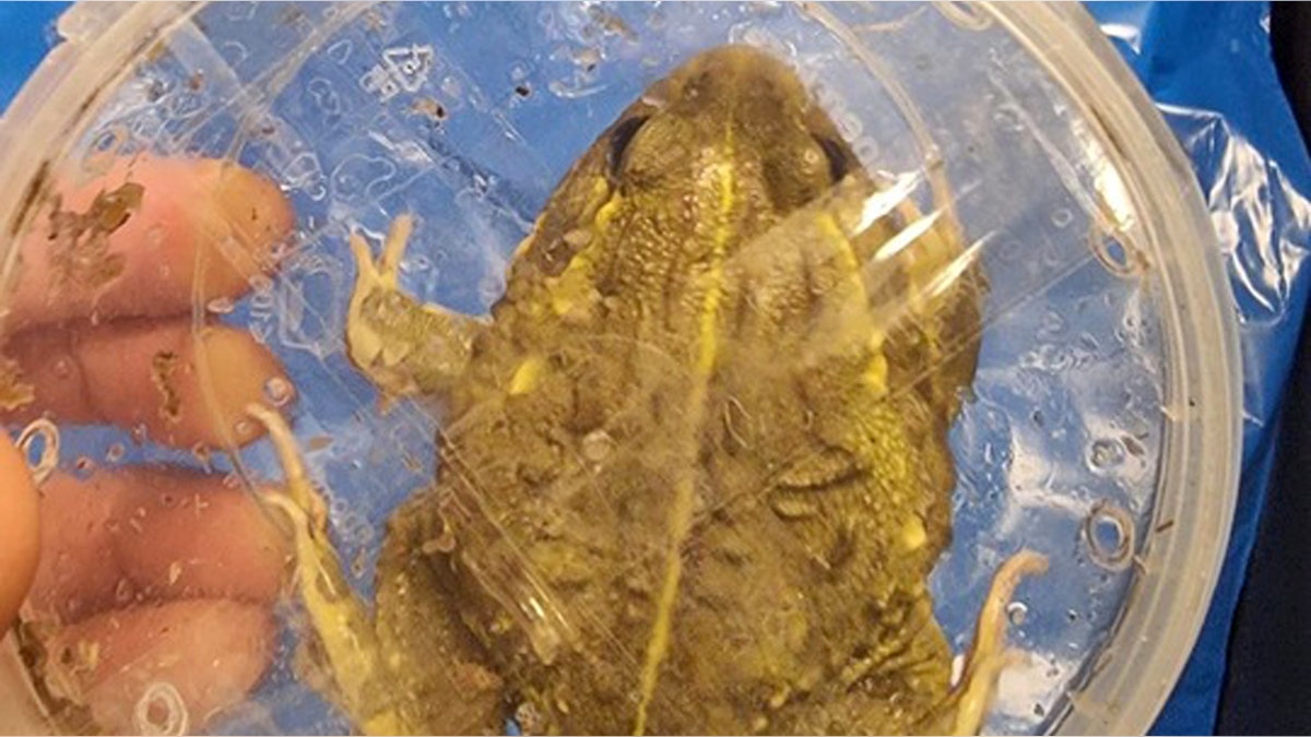 répteis exóticos contrabandeados ilegalmente em Israel