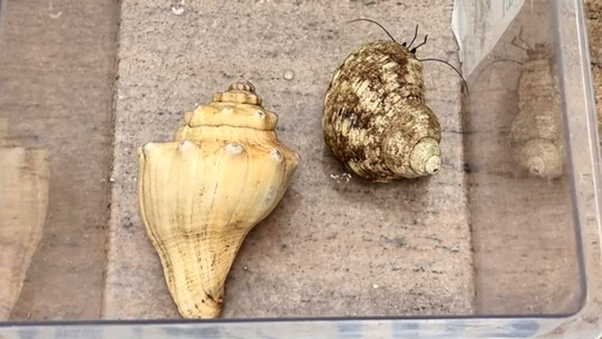 Um homem foi flagrado contrabandeando cobras, tartarugas, caranguejos, sapos, lagartos e outros anfíbios em sua bagagem.