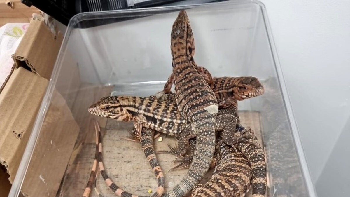 exotic reptiles smuggled illegally in israel