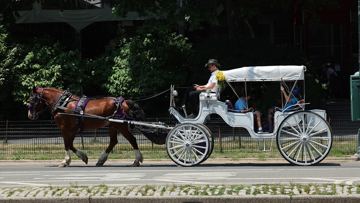 Horse drawn carriage in New York City