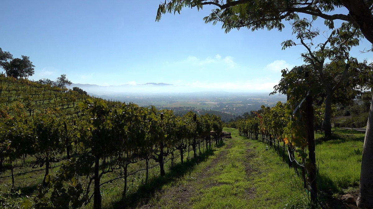 The view from Hossfeld Vineyards in Napa, California, overlooking the Napa Valley.