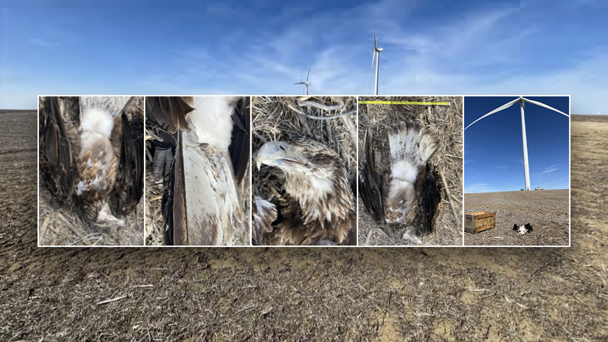 Images of an eagle killed in Nebraska by a wind turbine