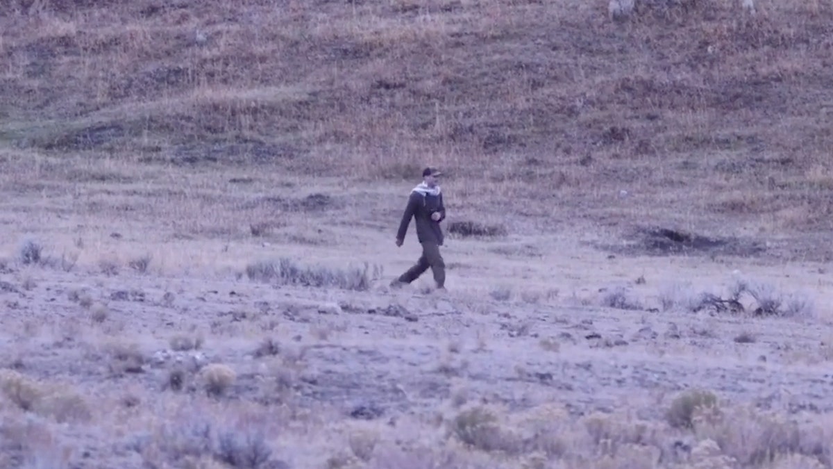 Man seen in video approaching wild wolf pack