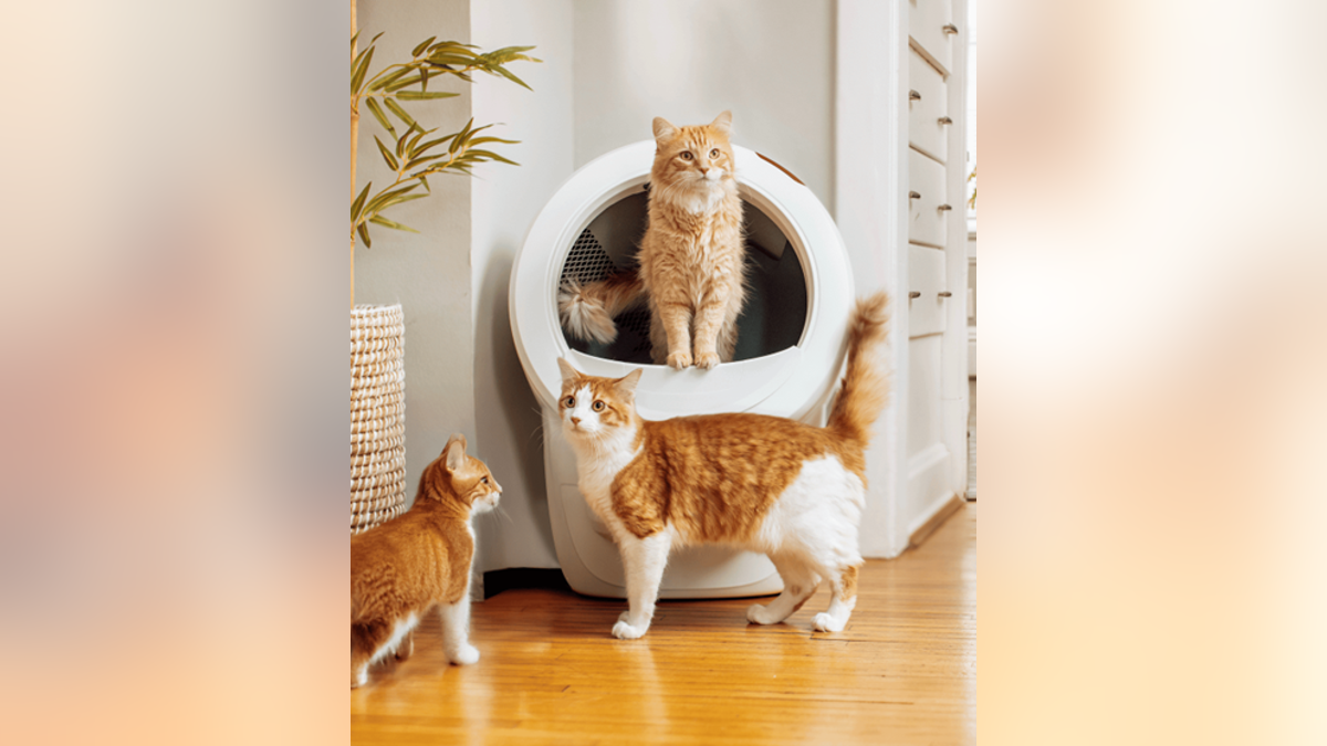 Never scoop litter again.