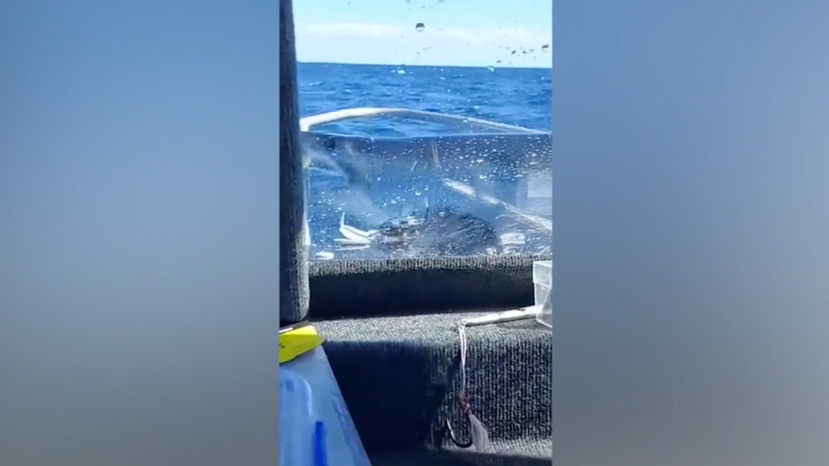 Shark jumps onto a boat in New Zealand in 2022