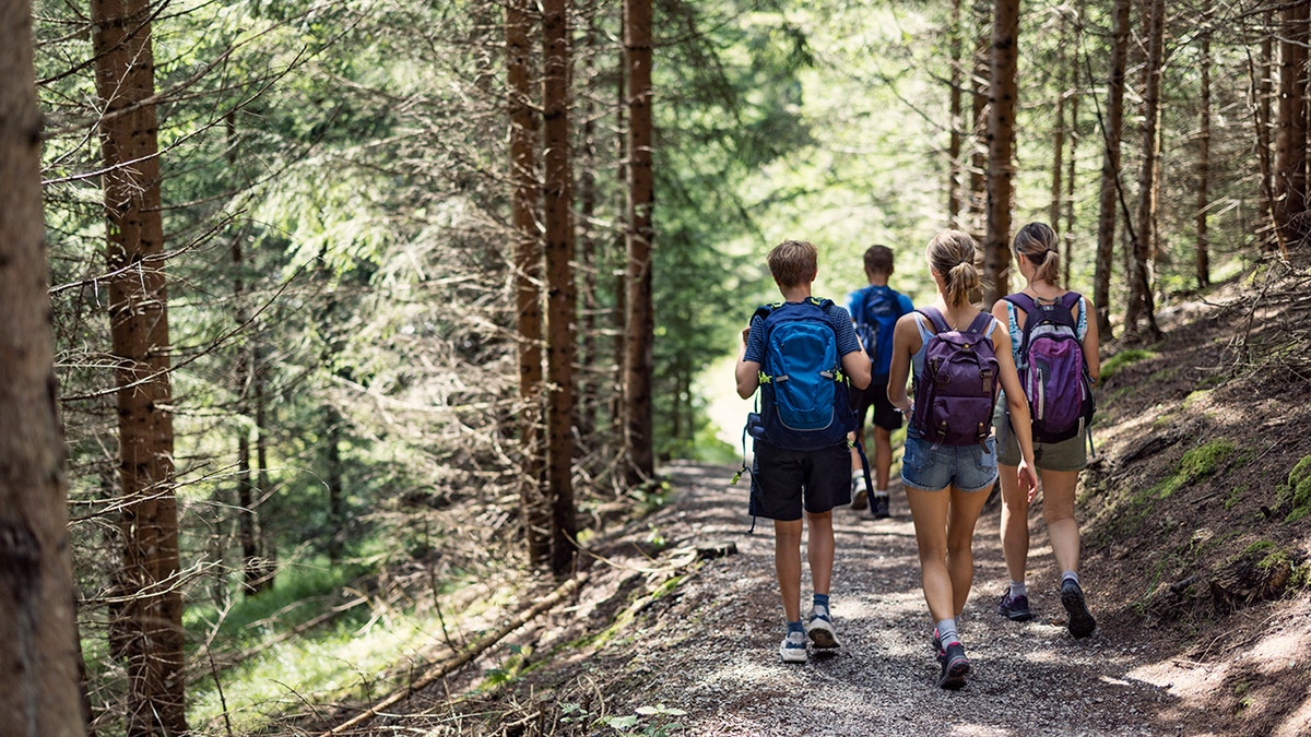 four young hikers follow trail in forest