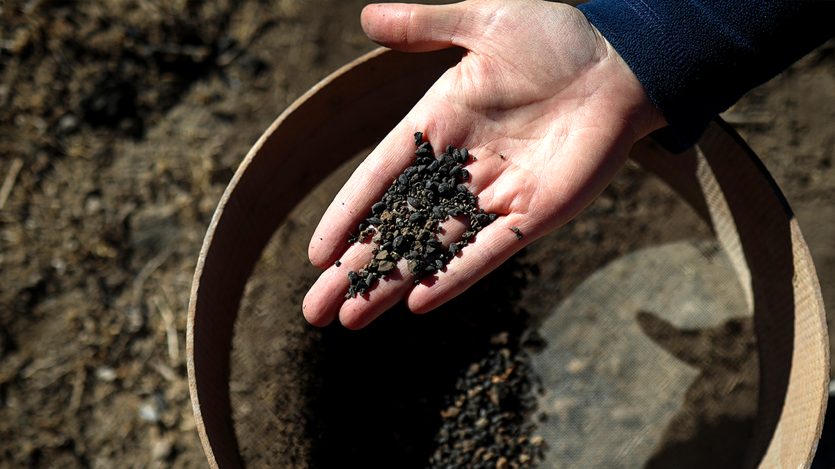 Hand holding ancient seeds