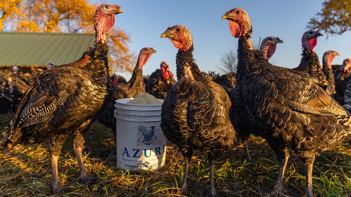 Turkeys gathered outside at All Grass Farms in Dundee, Illinois. Feed, grass and barn seen among them.