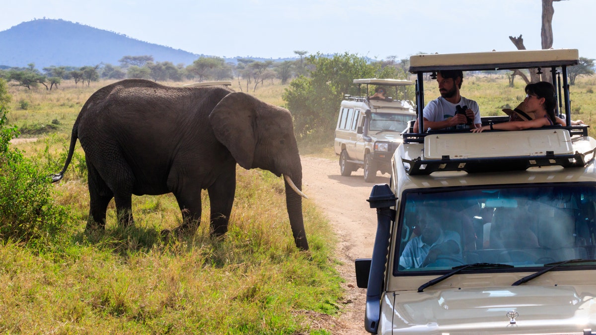 Tourists on safari in Tanzania watching elephant from truck.
