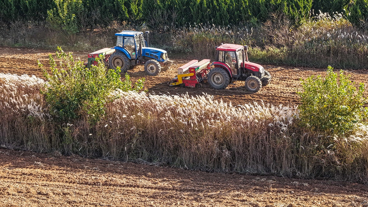 An aerial drone photo shows farmers sowing wheat in a field in Rongcheng City, east China's Shandong Province, Nov. 3, 2025. Rows of wheat seen with two trackers driving behind them.