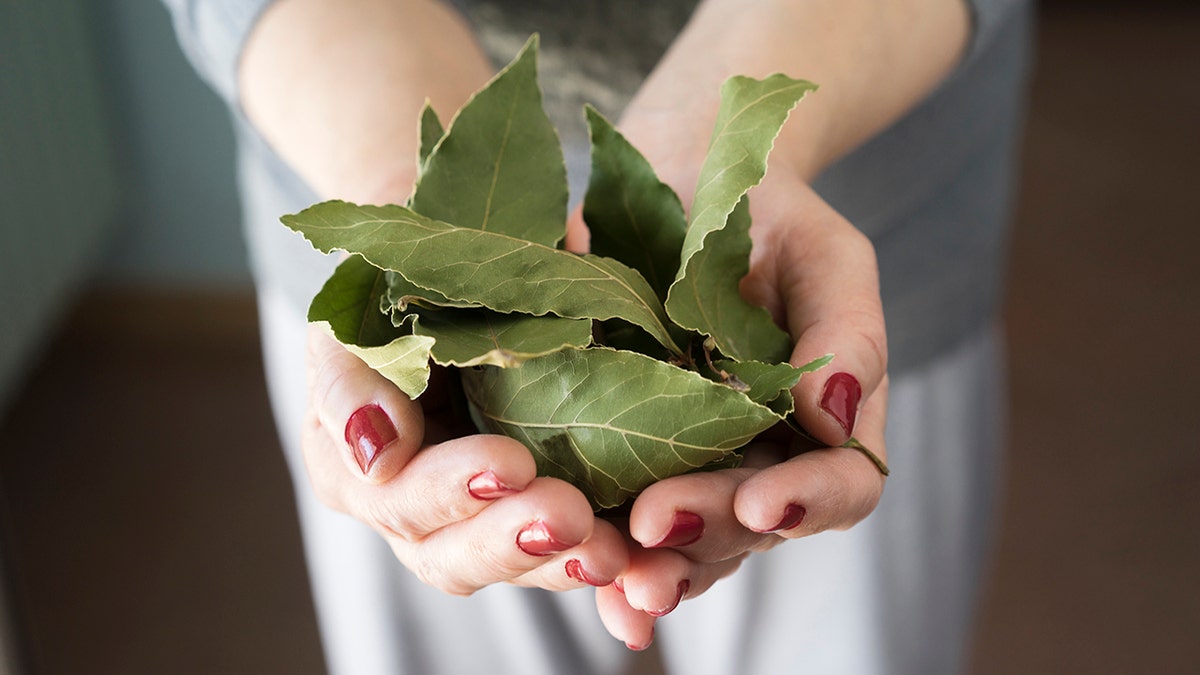 Woman's hands with red nail polish seen outstretched holding big handful of bay leaves.