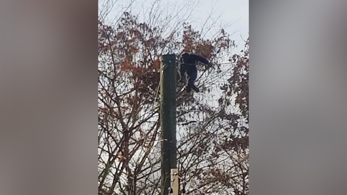 Feminine chimpanzee escapes from her Indianapolis Zoo enclosure, safely returned Feminine chimpanzee escapes from her Indianapolis Zoo enclosure, safely returned