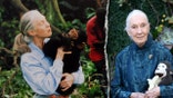 Split of Jane Goodall British ethologist and primatologist.
