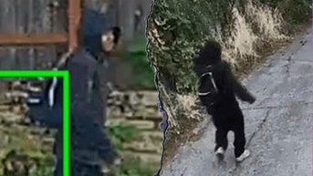 88-year-old feared for her life as attacker bit off finger during jewelry heist: police - Fox News