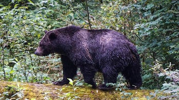 Teachers called 'true heroes' after repelling grizzly bear that attacked school group, injuring 11