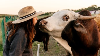'My whole life was a lie': Former vegan chef sinks her teeth into cattle ranching