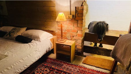 Miniature horse can be a roommate in this unusual Airbnb offering