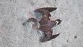Dead birds on Florida beaches have experts worried about avian flu - Fox News