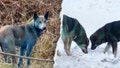 Expert reveals &apos;likely&apos; reason behind Chernobyl&rsquo;s mysterious blue dogs after viral photos - Fox News