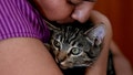 AI photo match reunites Texas woman with lost cat after 103 days - Fox News