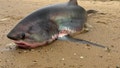 Massive 14-foot shark dies after being stranded on Massachusetts beach during migration - Fox News