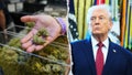 House Republicans demand Trump reverse course after 'strongly considering' marijuana executive order - Fox News