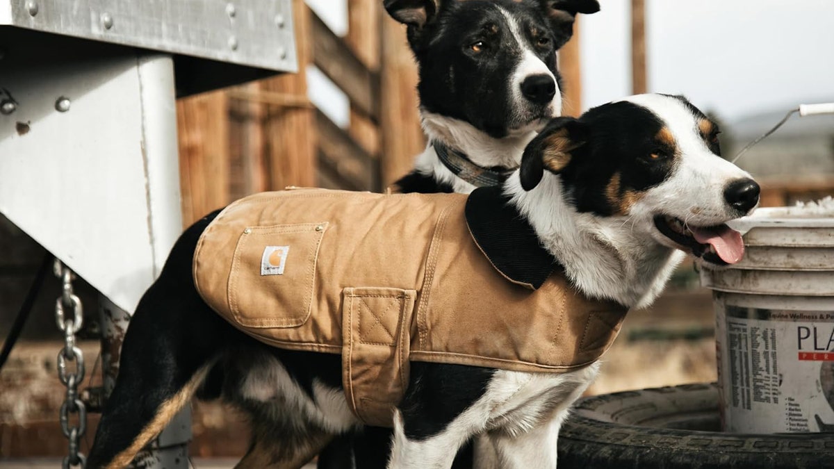 14 dog jackets, sweaters and boots to keep your pup warm on winter