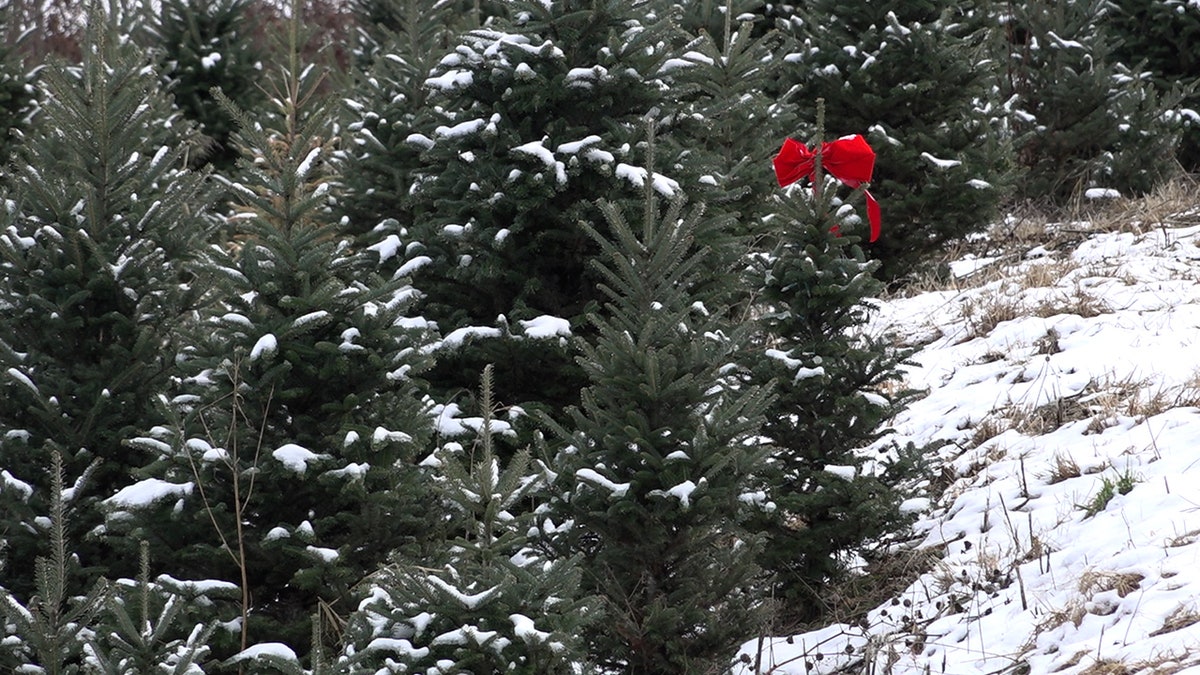Christmas tree farms in North Carolina
