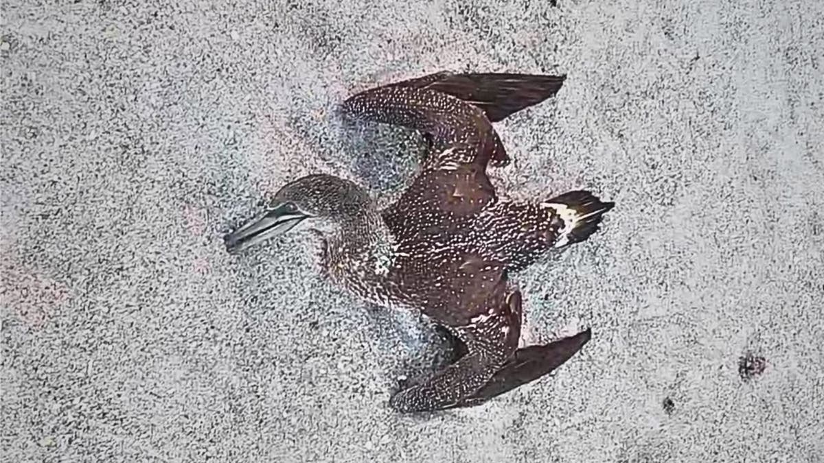 Dead seabirds lie on a beach on Florida's Space Coast