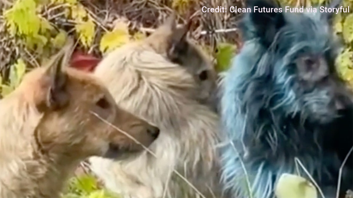 Perro con pelaje azul brillante.