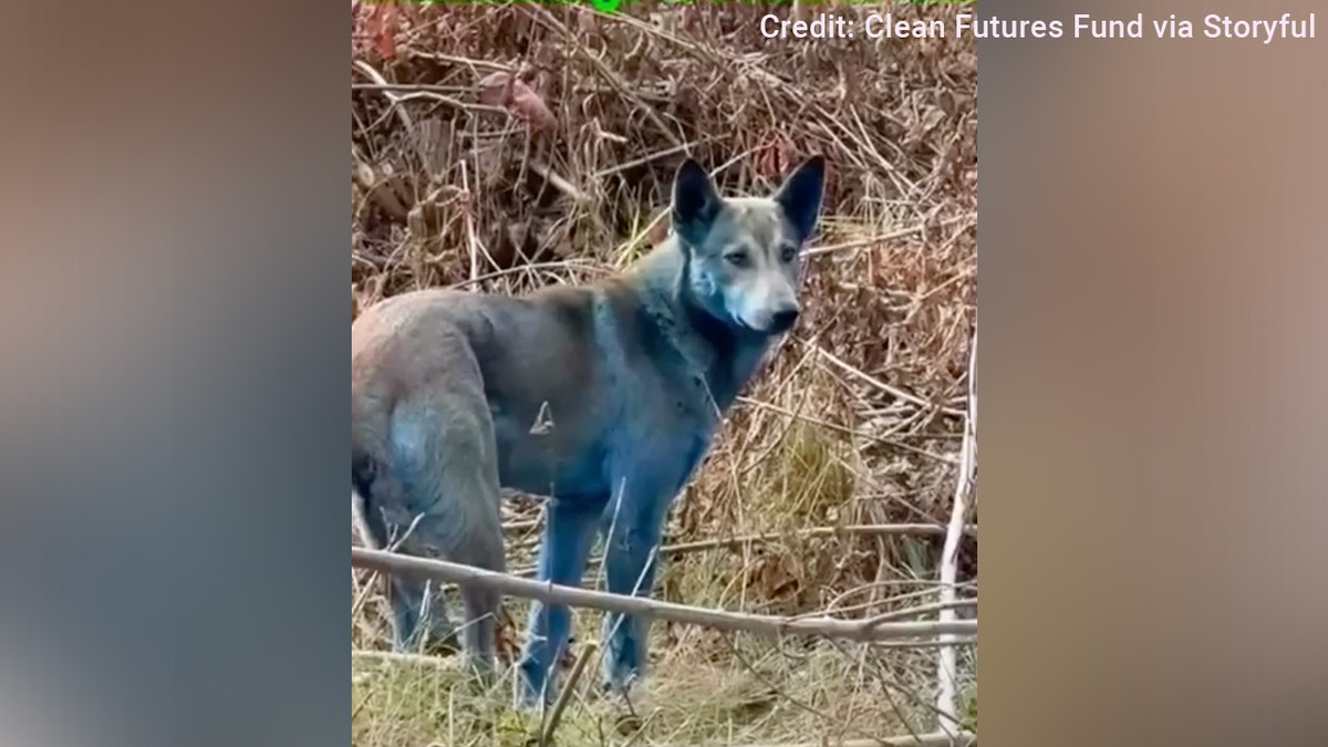 There may be a surprising reason behind the mysterious blue dogs that were recently spotted roaming the Chernobyl Exclusion Zone, one expert says.