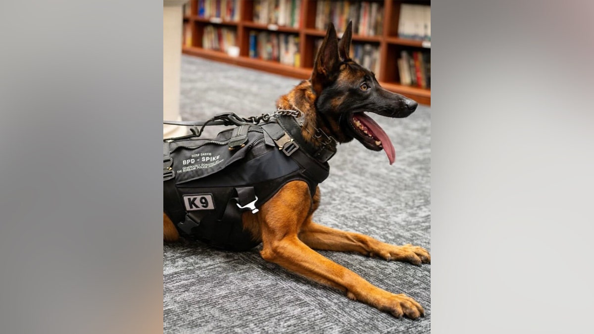 K9 Spike