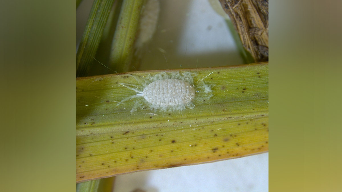 The wax-covered pasture mealybug, shown here on a damaged blade of grass