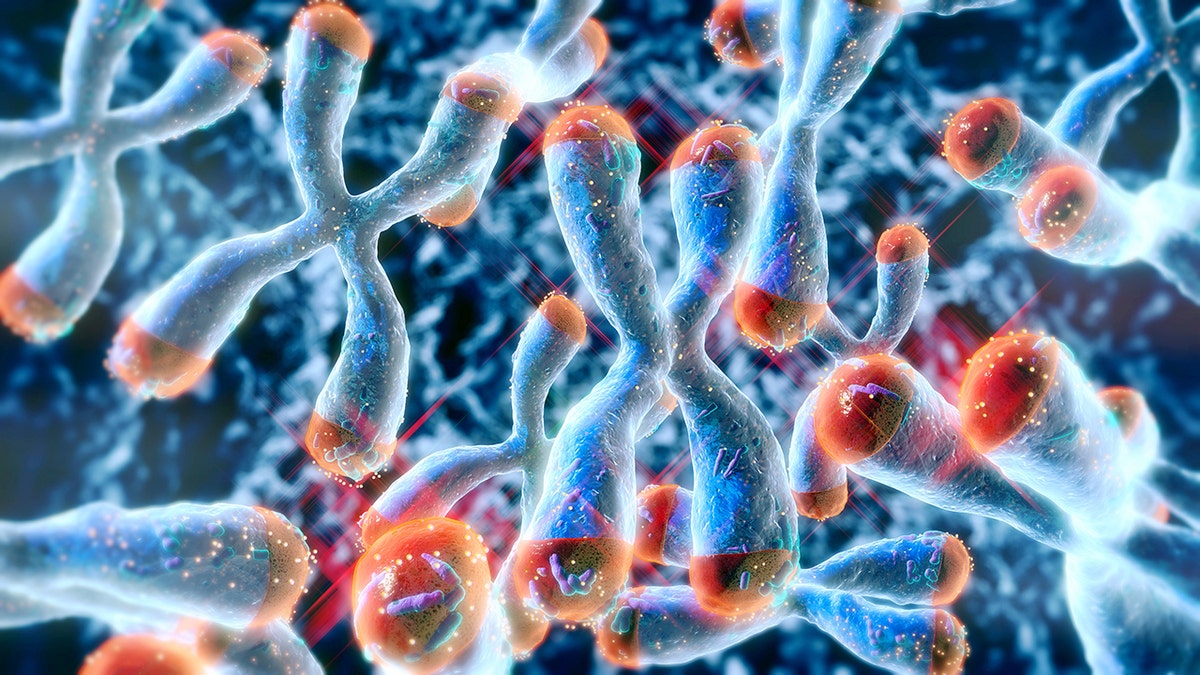 Chromosomes with telomeres, protective caps whose lengths signal aging, seen on ends.
