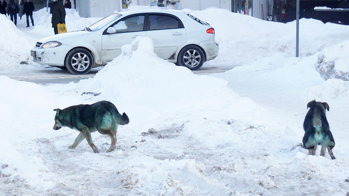 Perro callejero con pelaje verde brillante encontrado en Rusia.