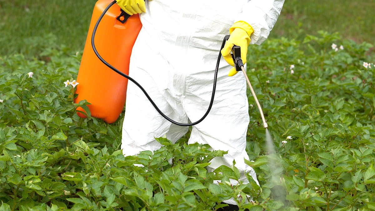 Person spraying pesticide on plants