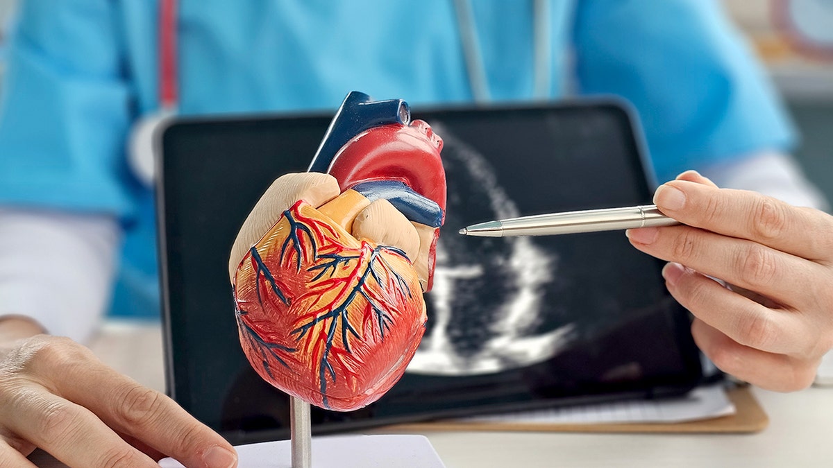 醫生在為患者提供心血管健康諮詢的同時，使用該模型解釋心臟的解剖結構