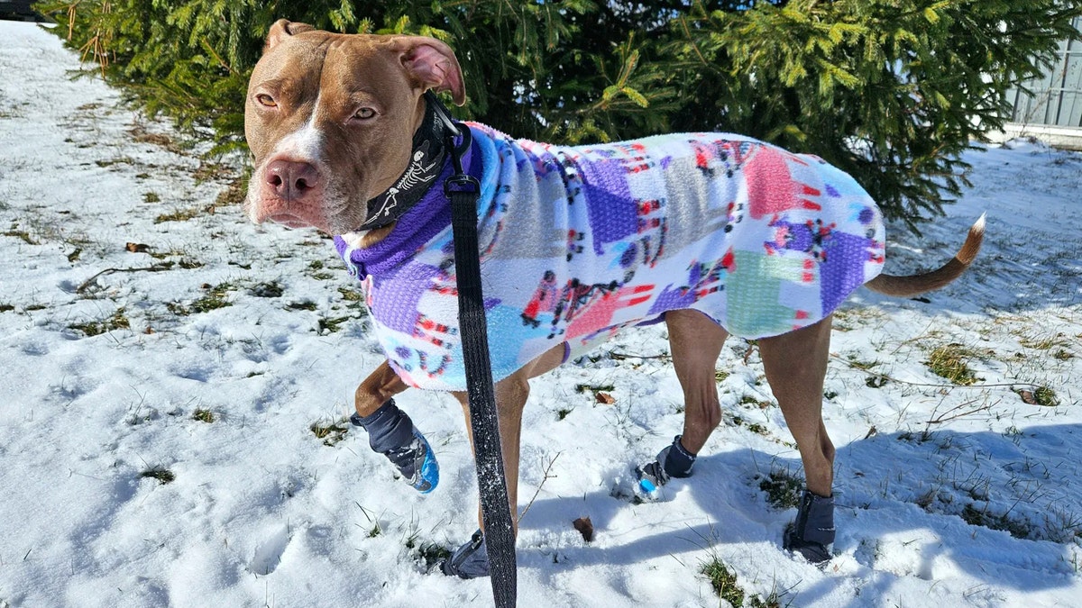 Protect your dog's paws from ice, salt and snow.