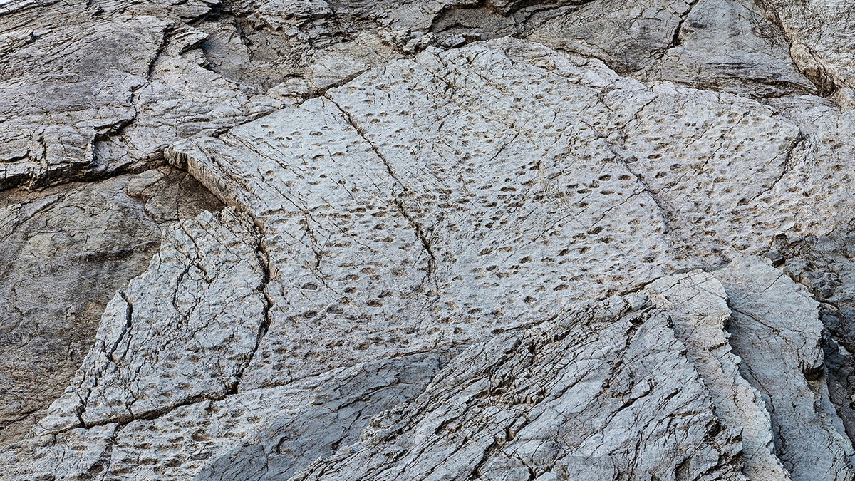 20,000 dinosaur footprints found near a Winter Olympics site