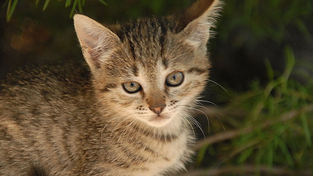 gray and white cat in field